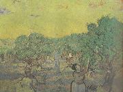 Vincent Van Gogh Olive Grove with Picking Figures (nn04) china oil painting reproduction